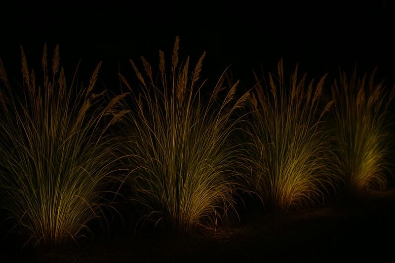 A row of ornamental grasses at night, grazed from a low angle by a hidden LED strip, highlighting every blade and plume.