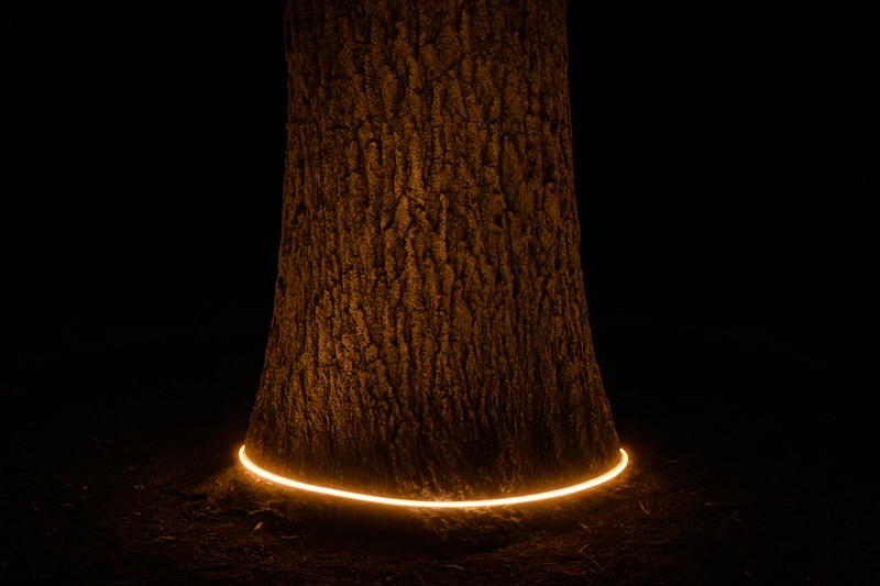 The massive trunk of a tree gently illuminated all the way around by a wrapped LED strip, separating it from the dark background.